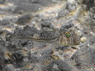 Yellowspotted puffer (Torquigener flavimaculosus) fish swimming near sea bottom in the Red Sea.