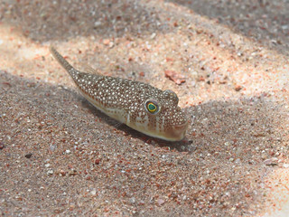Yellowspotted puffer (Torquigener flavimaculosus) tropical fish underwater on sea bottom in the Red...