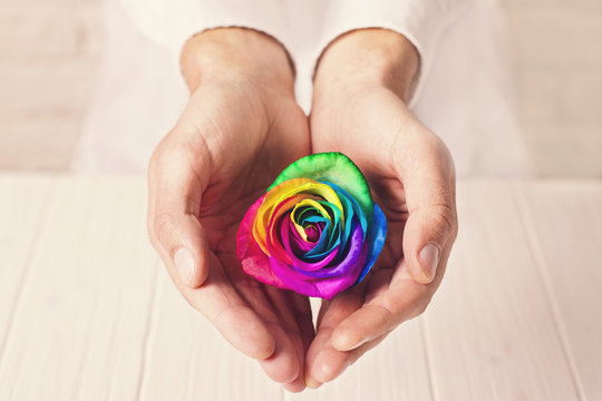 Man of doctor holding rainbow rose in heart shaped hands. 