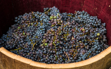 Bunches of red grapes ready to be pressed with the feet.
