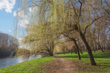 Spring willow tree in a city park on the shore of the pond