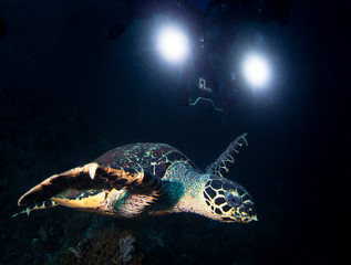 Turte and underwater cameraman.