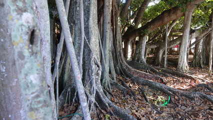 Banyan Trees Florida