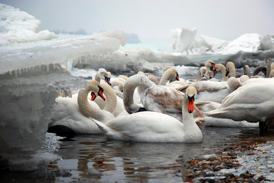 Swans on the frozen Danube river
