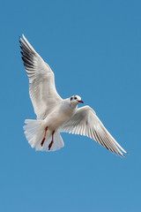 Black-headed Gull, Chroicocephalus ridibundus