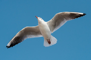 Naklejka premium Black-headed Gull, Chroicocephalus ridibundus
