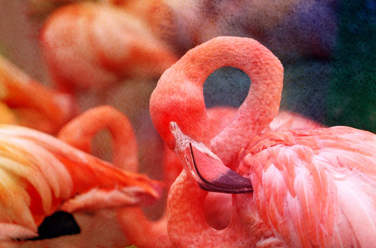 Photos bright red flamingos