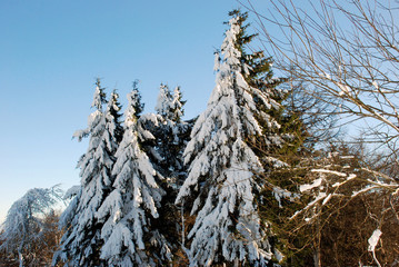 Winterlandschaft in Hessen