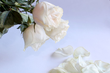 white roses on the white background