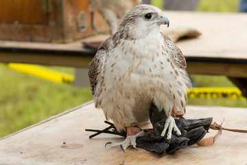 Falcon 
