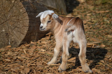 Süßes Ziegen-Baby - Oster-Lamm - mit braunem Fell