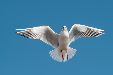 Black-headed Gull, Chroicocephalus ridibundus