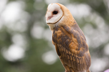 Barn Owl