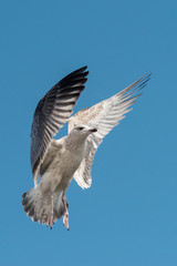 Herring Gull, Sea  Gull, Gull, Birds
