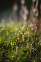 moss in the dew