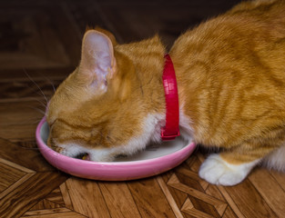Home red cat eats food  