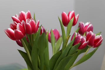 Red tulips