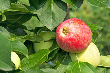 Яблочки в тени листвы