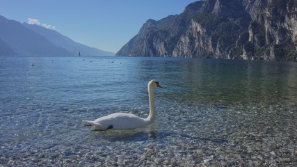 spring by the lake, a swan