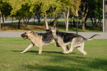 Two German Shepherd dog running in the park