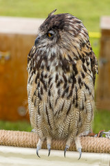Horned Owl