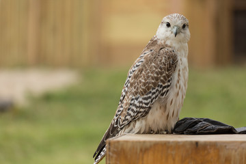 Falcon 