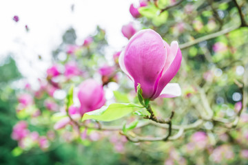 Blooming pink magnolia in garden