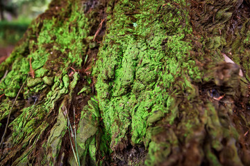 Sequoia bark. Wooden texture