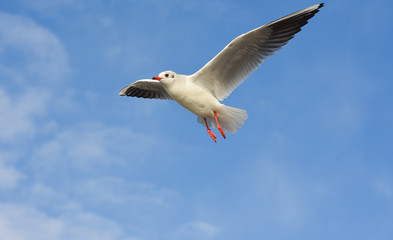 Seagull flying with open wings over blue sky.