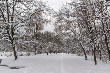 Winter view with snow covered trees in South Park in city of Sofia, Bulgaria