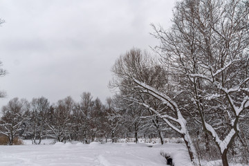 Winter view with snow covered trees in South Park in city of Sofia, Bulgaria