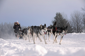 Fototapeta na wymiar Winter sled dog race in the wonderful winter landscape in the background is blurred guide dogs. Winter Sled dog racing on the circuit.