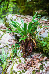 Fern on a rock