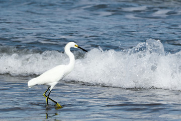 Bella garza paseando por las orilla de la playa