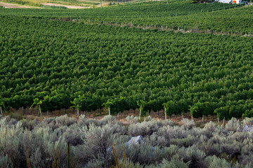 Edge of a vineyard with rows  grape vines
