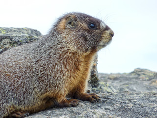 Marmot