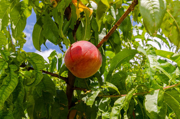 Peach at a tree