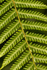 Fern Leaf Up Close