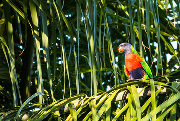 Australian rainbow lorikeet parrot bird sitting in palm tree
