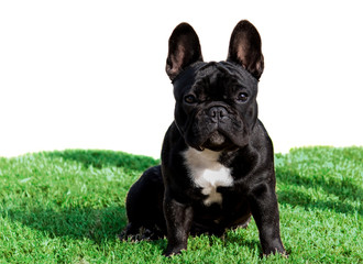 Black French bulldog purebred pet sitting on green grass