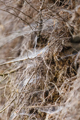 Closeup of cobweb on moss tree