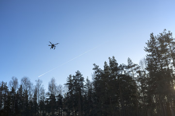 Fototapeta na wymiar quadrocopter drone flying in the blue sky above the tall pines trees at sunset