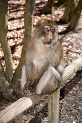 Monkey