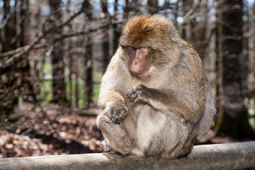 Obraz premium Monkey