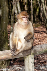 Fototapeta premium Monkey