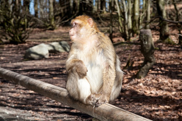 Monkey