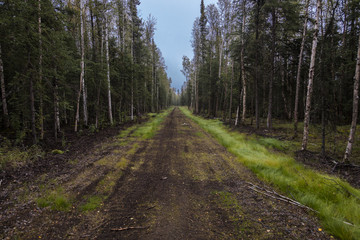 Fototapeta premium August 26, 2016 - Dirt road through the center of an Alaskan forest
