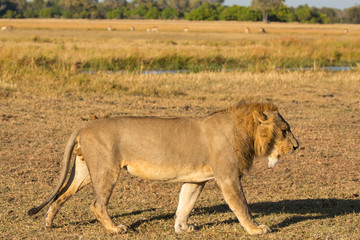 Young Adult Male Lion Walking in African Landscape