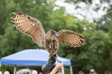 Horned Owl