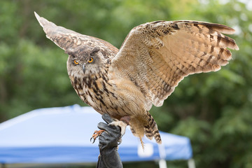 Horned Owl